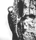 Photo: Woodpecker on tree