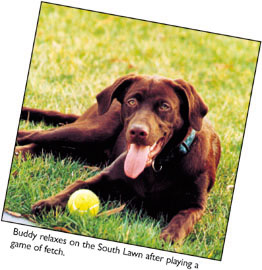 Buddy relaxes on the South Lawn after playing a game of fetch.